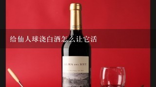 给仙人球浇白酒怎么让它活