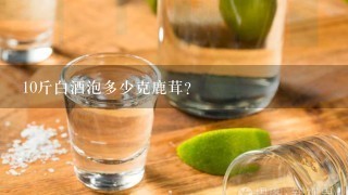 10斤白酒泡多少克鹿茸?